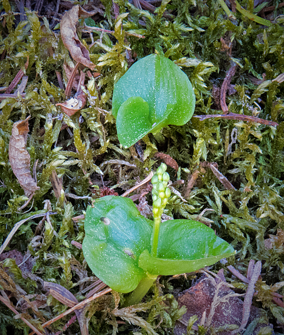 Heart-Leaved Twayblade 2.jpg